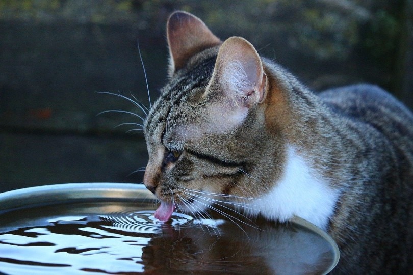 An application scenario or product detail of is cold water bad for cats - Image 8