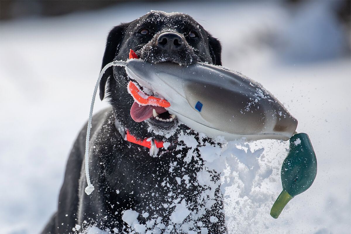 An application scenario or product detail of is cold water bad for dogs - Image 19