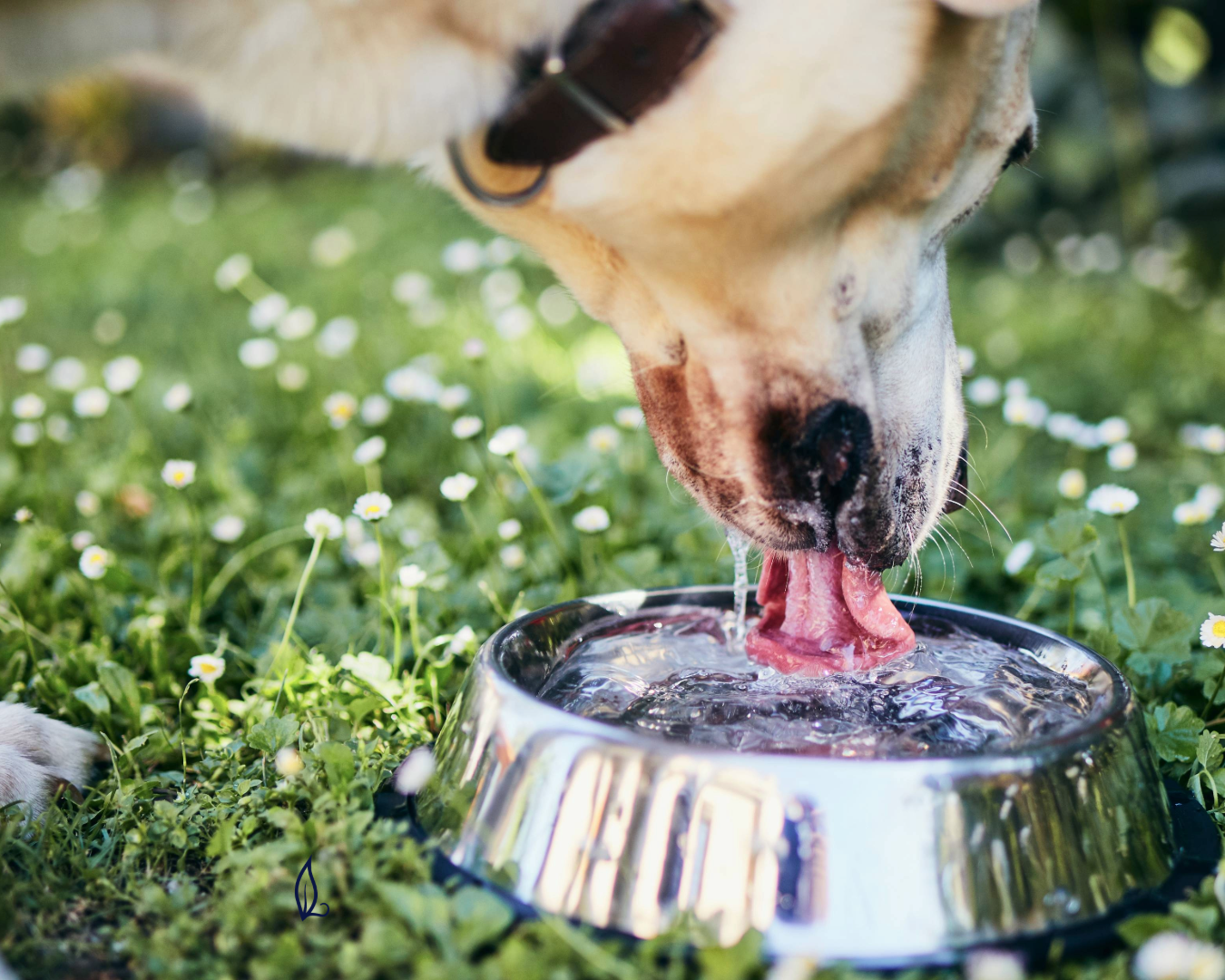 An application scenario or product detail of is tap water bad for dogs - Image 6