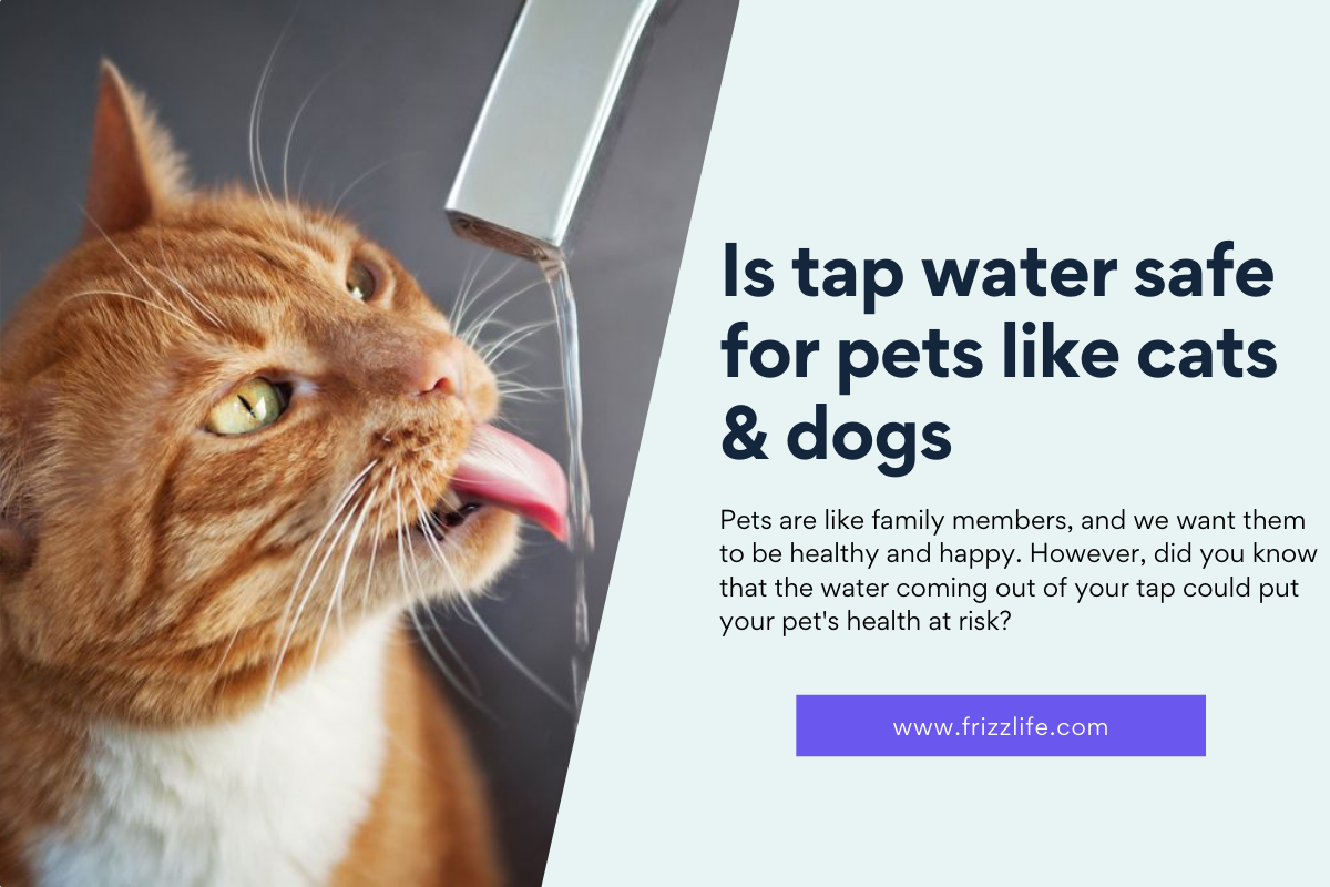 An application scenario or product detail of is tap water bad for dogs - Image 10