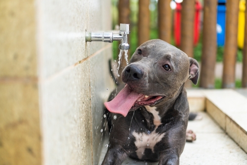 An application scenario or product detail of is tap water bad for dogs - Image 12