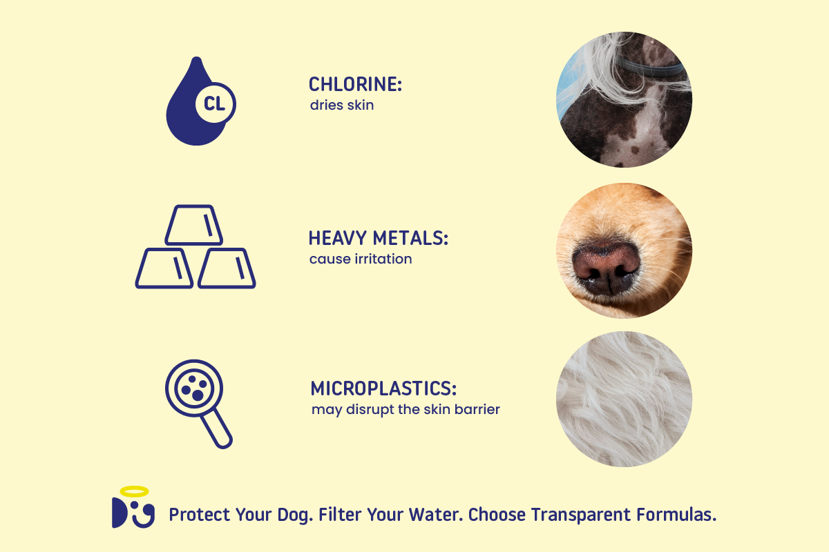 An application scenario or product detail of is tap water bad for dogs - Image 13