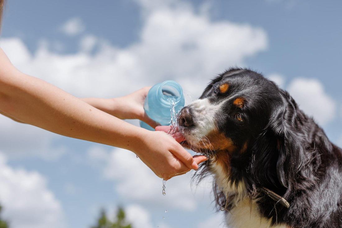 An application scenario or product detail of is tap water bad for dogs - Image 20