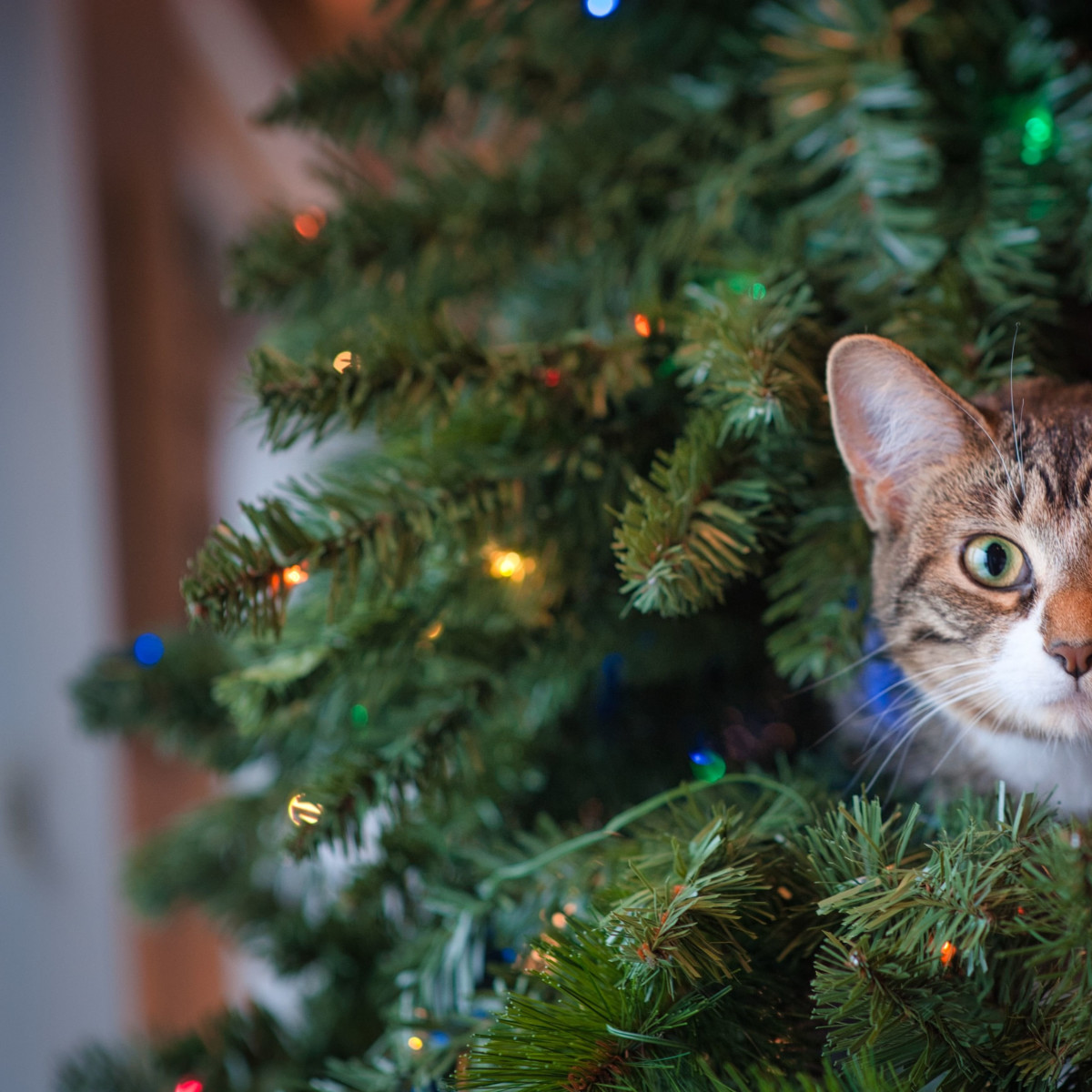 An application scenario or product detail of keep cats off the christmas tree - Image 2