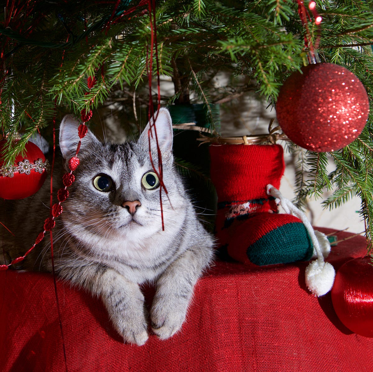 An application scenario or product detail of keep cats off the christmas tree - Image 4