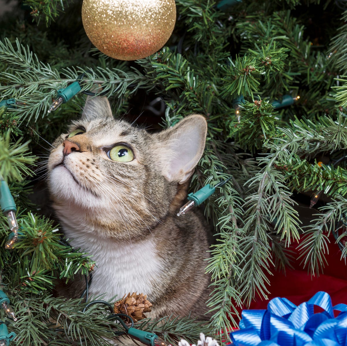 An application scenario or product detail of keep cats off the christmas tree - Image 5
