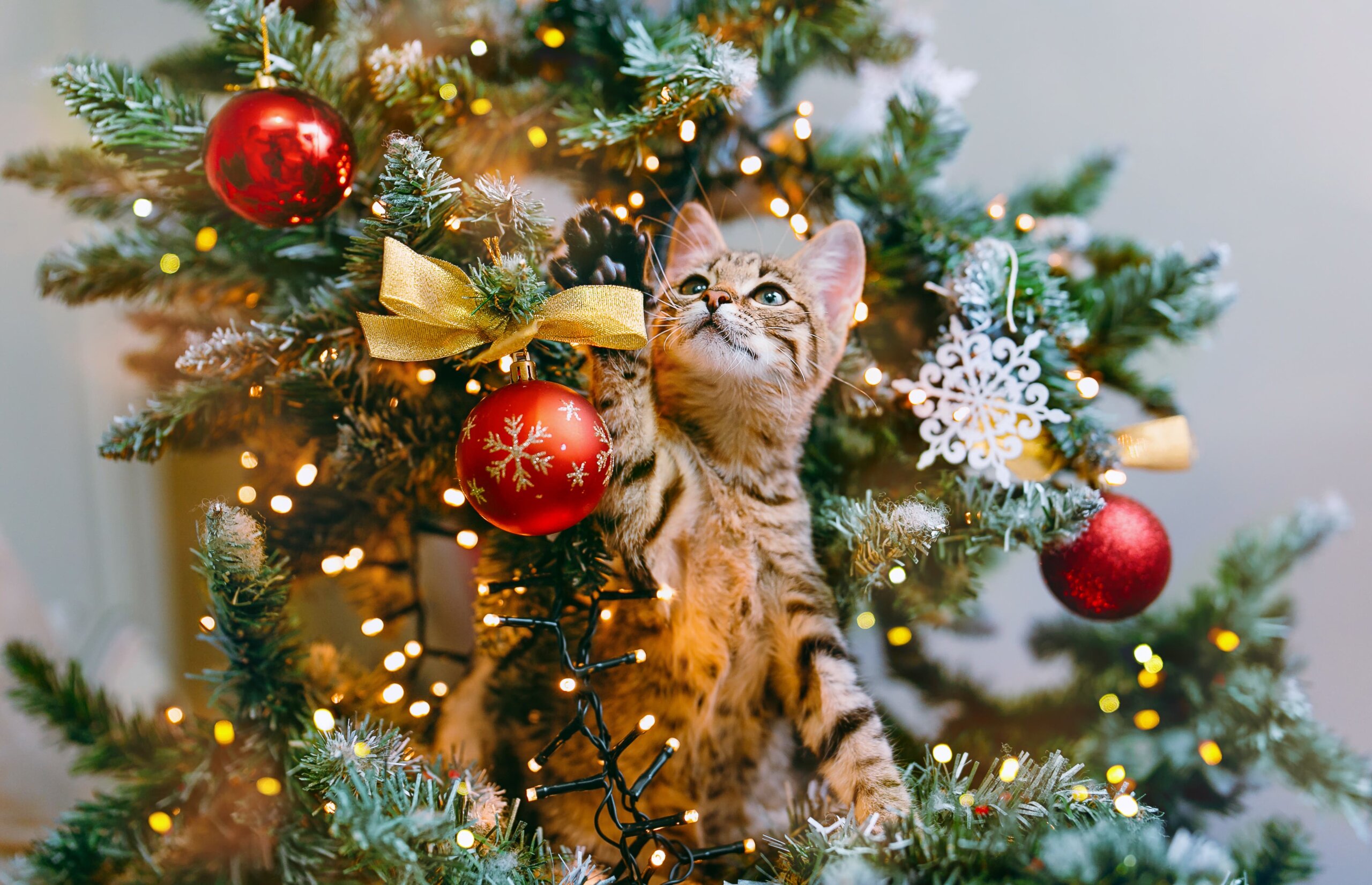 An application scenario or product detail of keep cats off the christmas tree - Image 7
