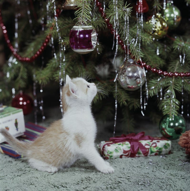 An application scenario or product detail of keep cats off the christmas tree - Image 9