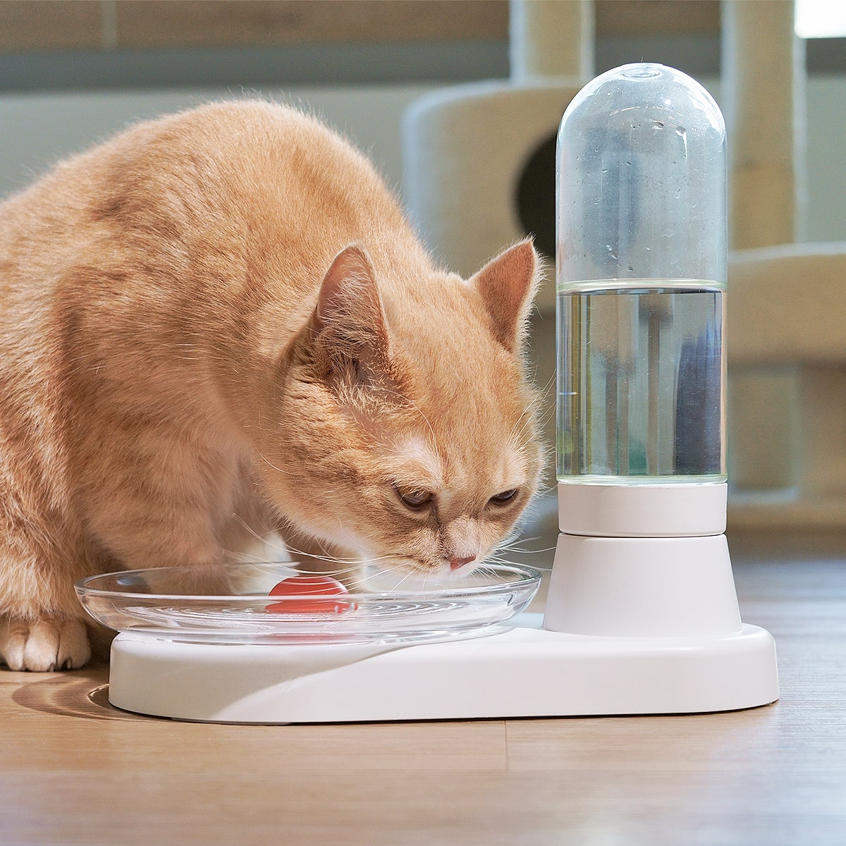An application scenario or product detail of kitten drinking fountain - Image 7