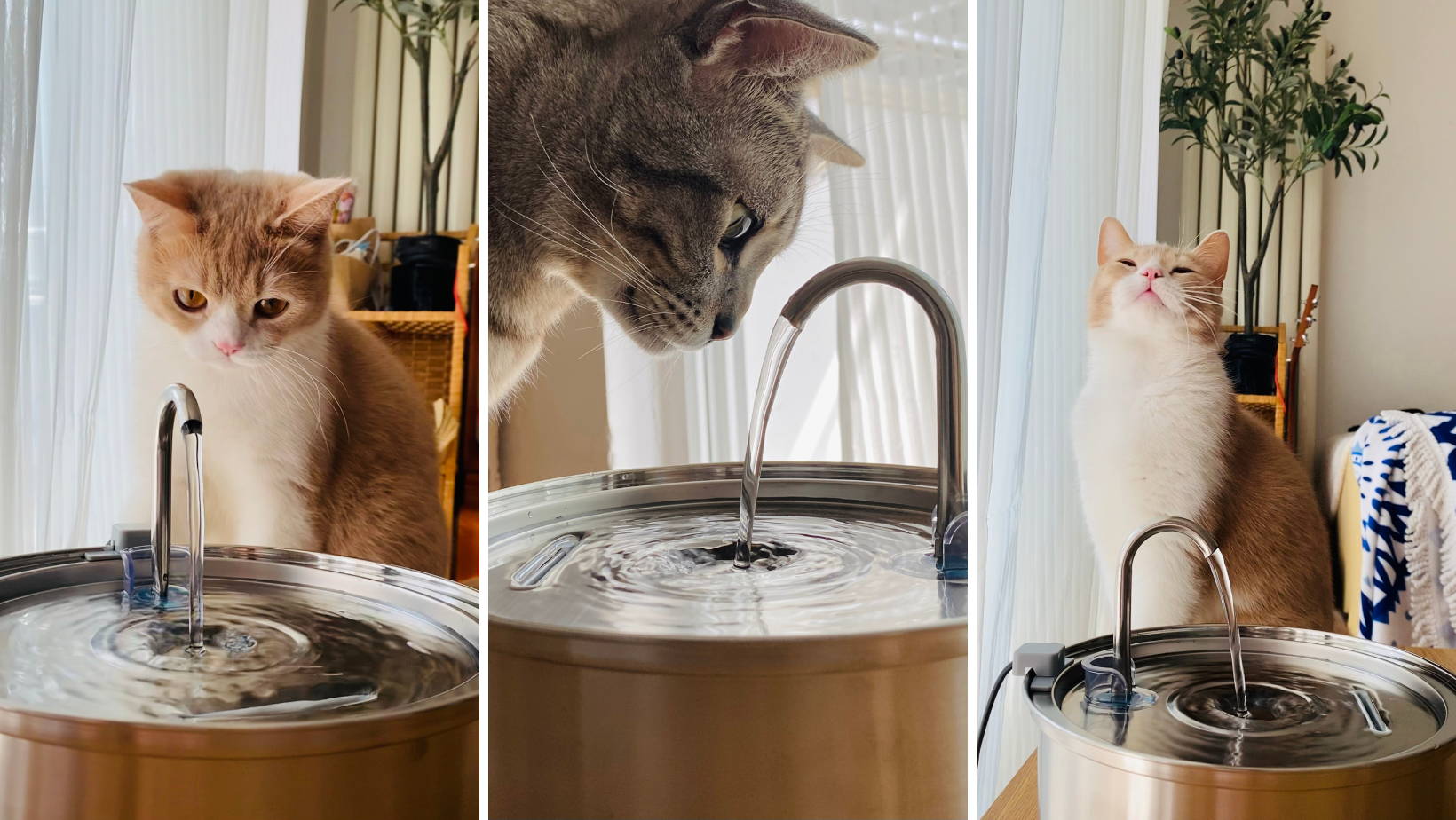 An application scenario or product detail of kitten drinking fountain - Image 14