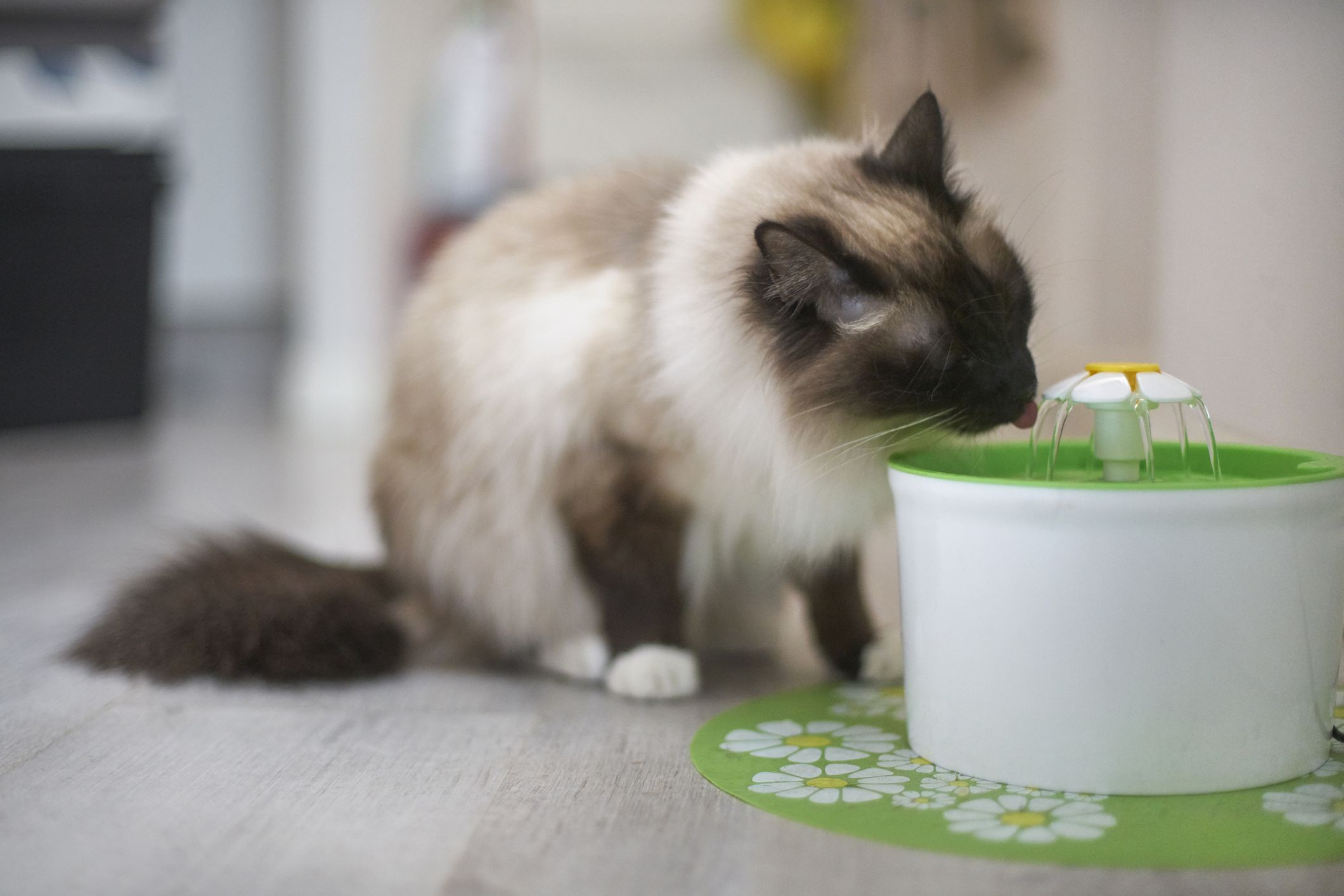 An application scenario or product detail of kitten drinking fountain - Image 17