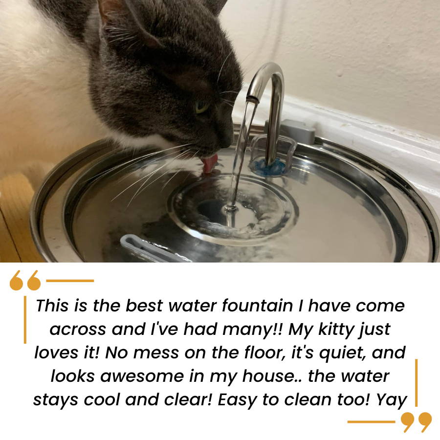 An application scenario or product detail of kitten drinking fountain - Image 19