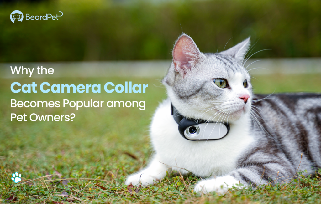 An application scenario or product detail of kitty cam collar - Image 4