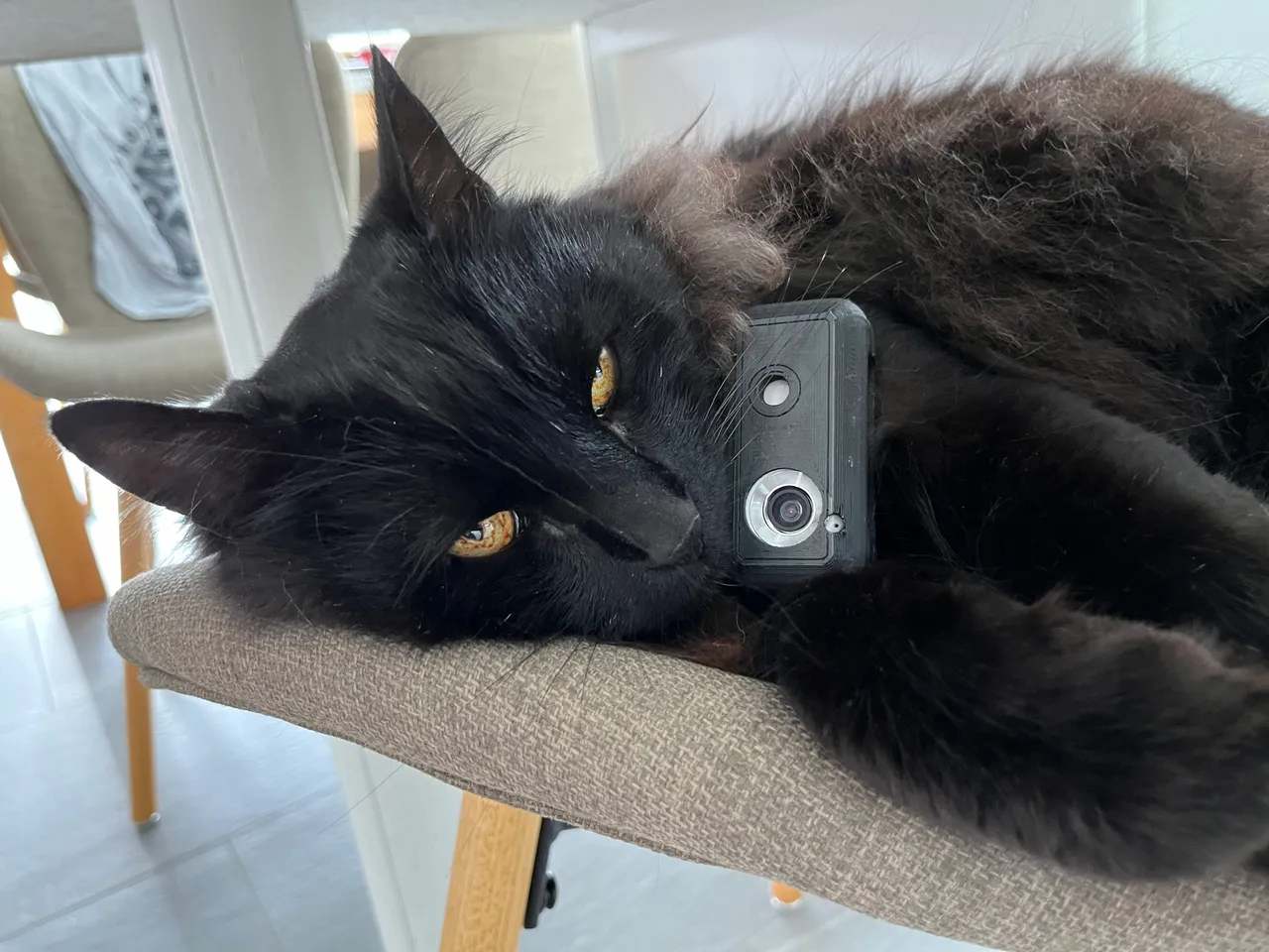 An application scenario or product detail of kitty cam collar - Image 7