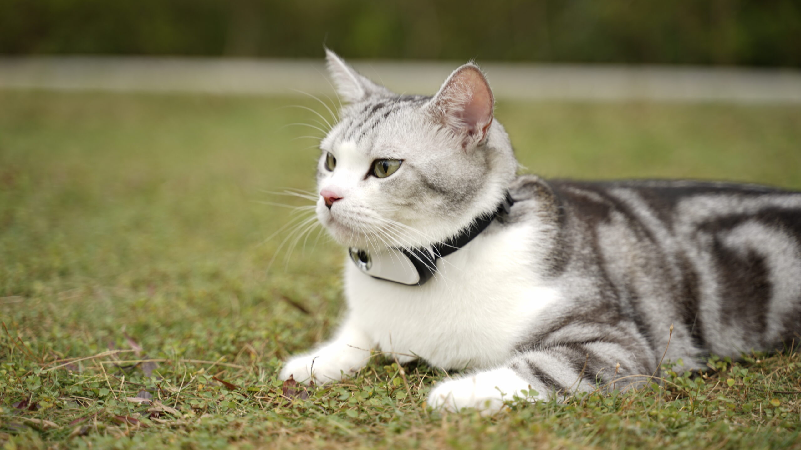 An application scenario or product detail of kitty cam collar - Image 12