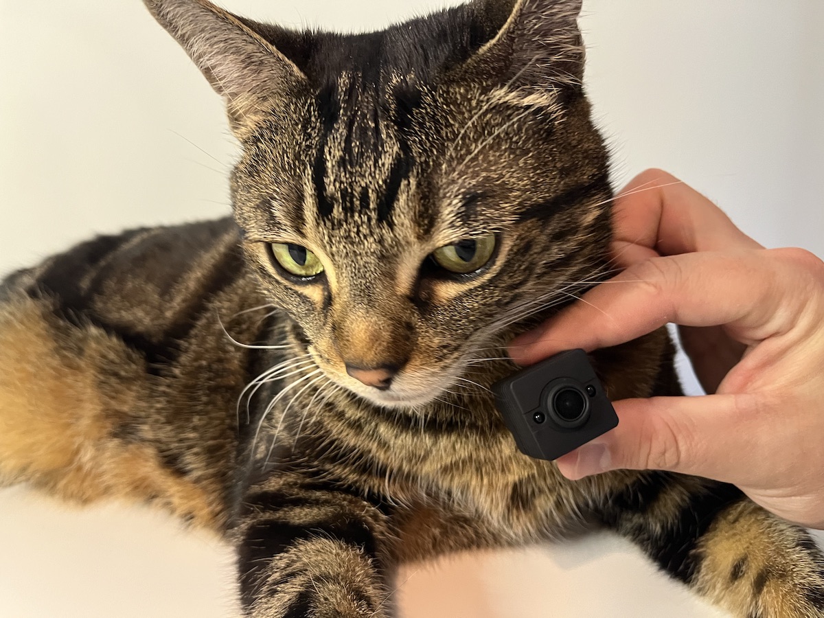 An application scenario or product detail of kitty cam collar - Image 20
