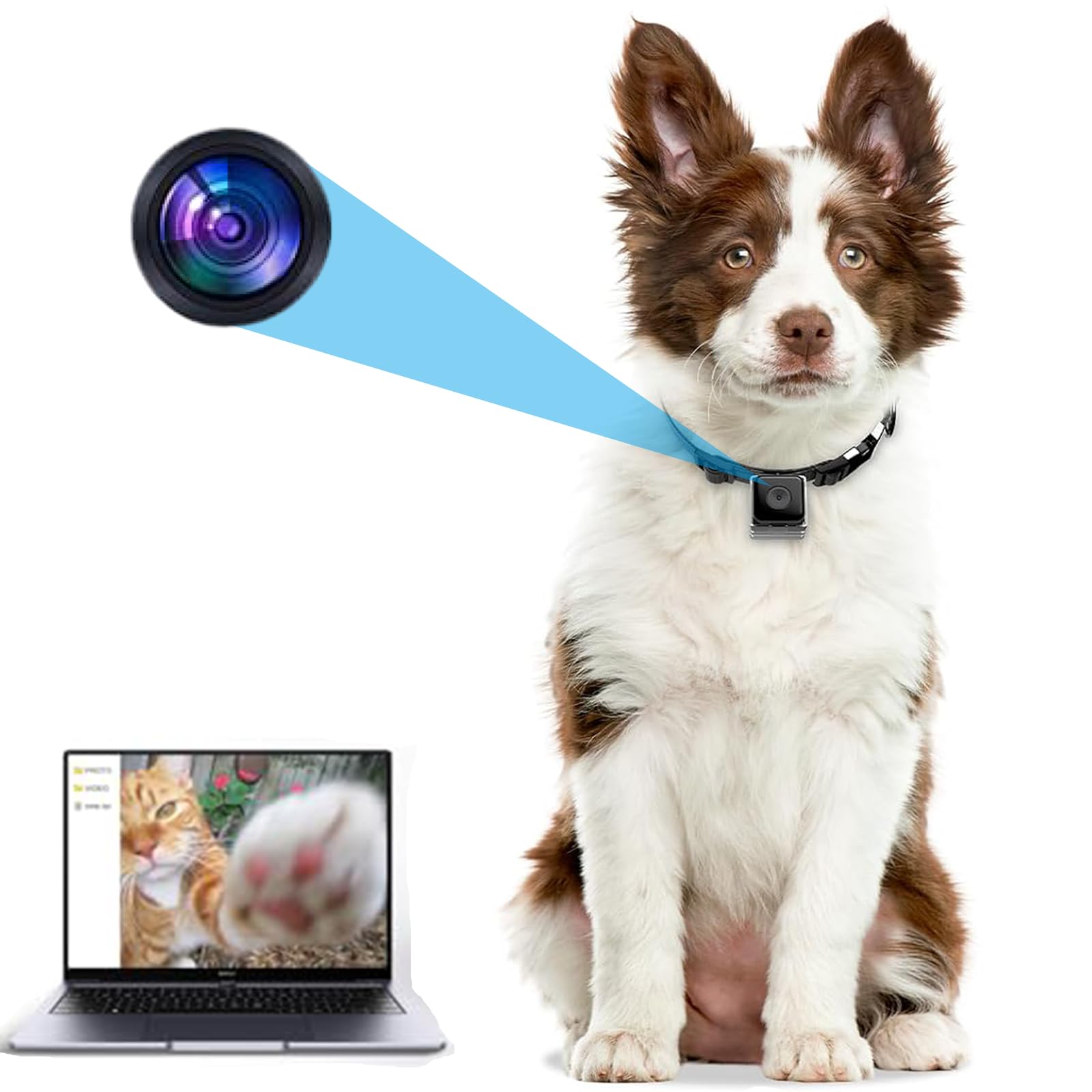 An application scenario or product detail of kitty cam collar - Image 24