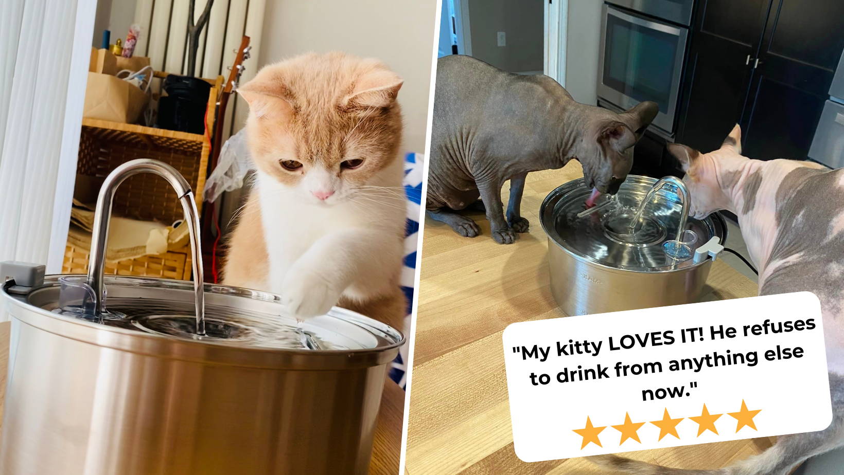 An application scenario or product detail of kitty water - Image 19