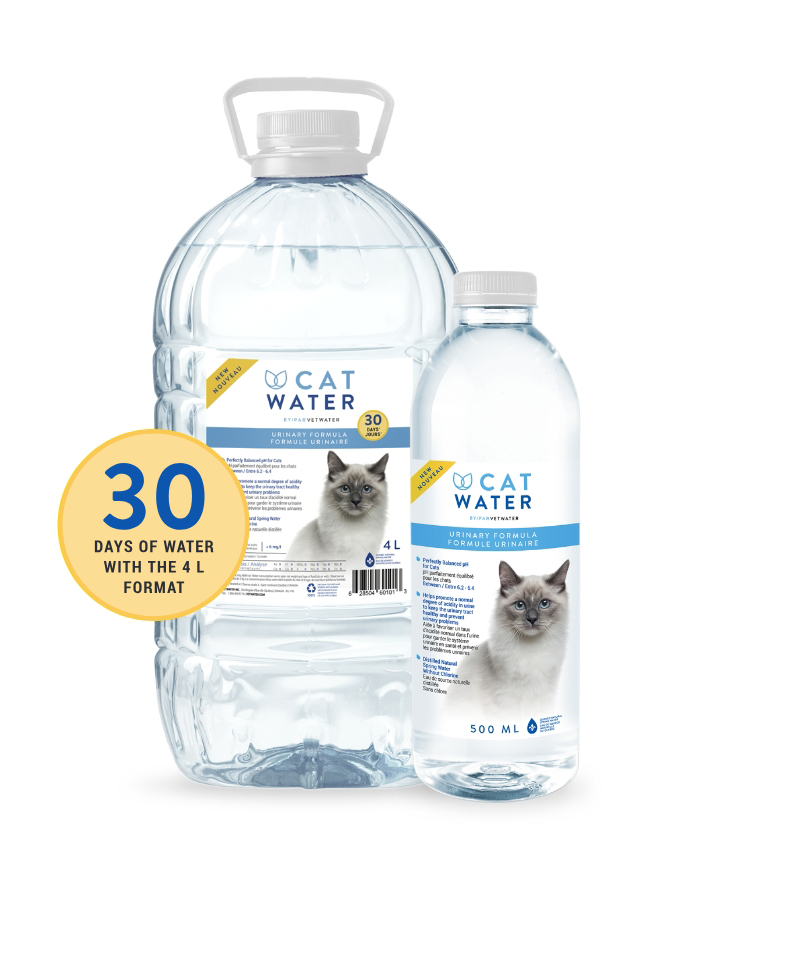 An application scenario or product detail of kitty water - Image 21