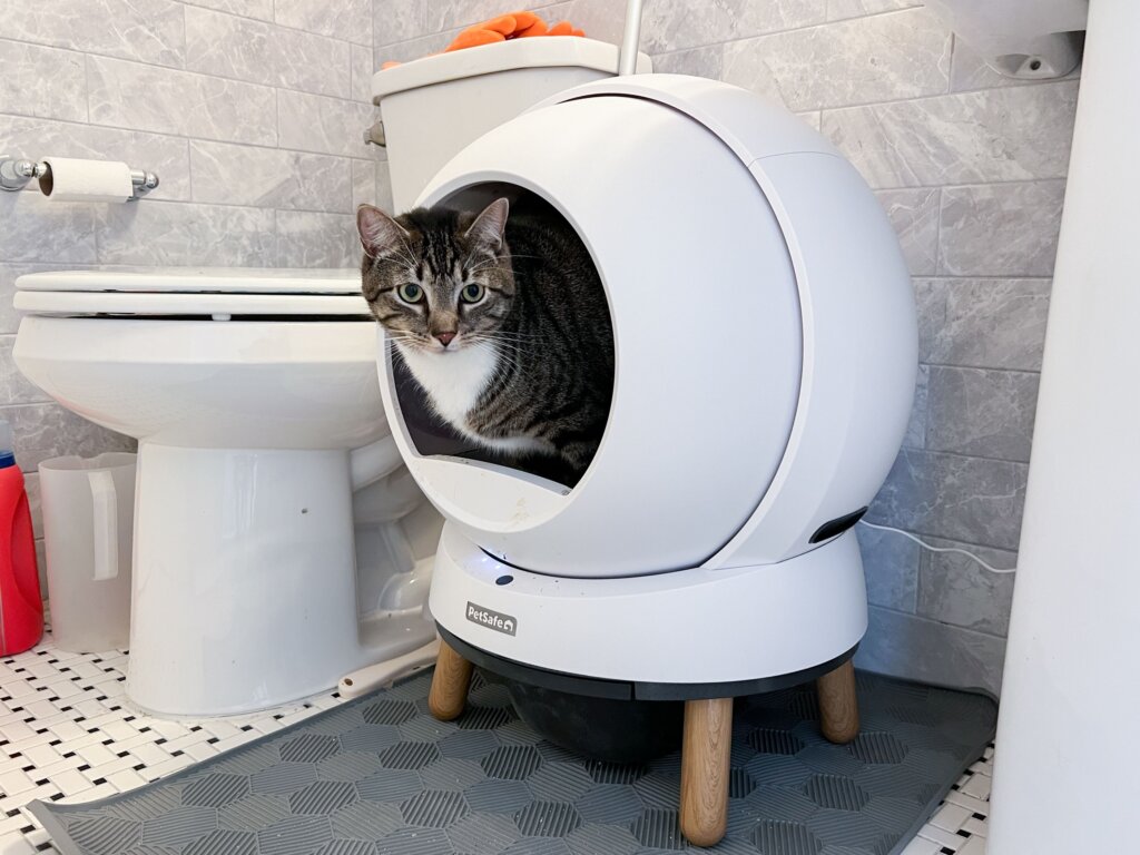 Featured image for the litter box toilet guide