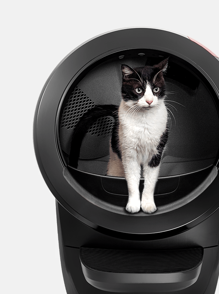 An application scenario or product detail of litter robot automatic feeder - Image 19