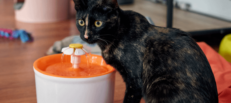 Featured image for the litter robot water fountain guide