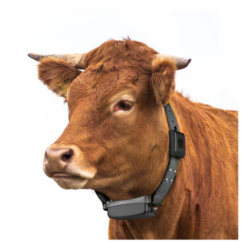 An application scenario or product detail of livestock gps tracker - Image 2