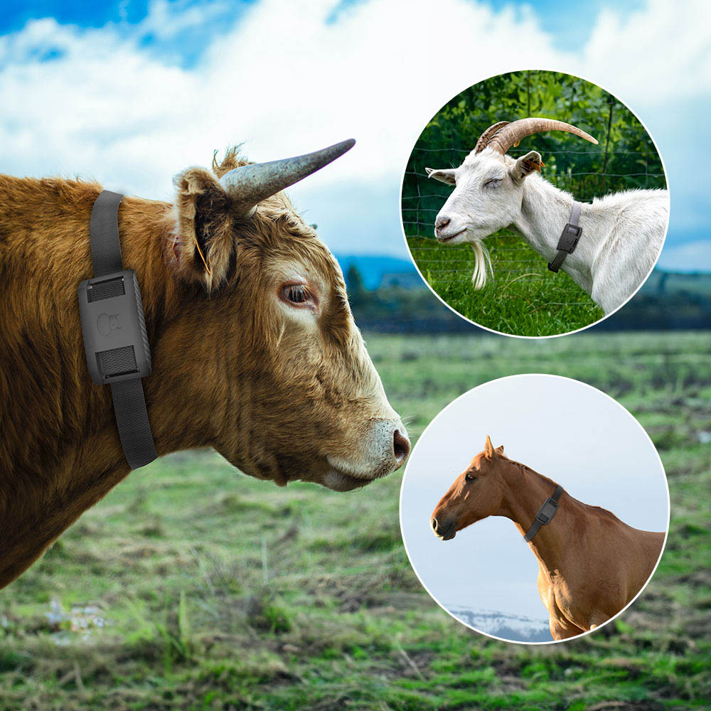 An application scenario or product detail of livestock gps tracker - Image 3