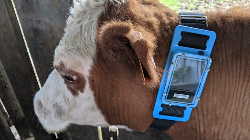 An application scenario or product detail of livestock gps tracker - Image 6