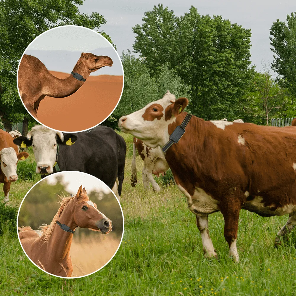 An application scenario or product detail of livestock gps tracker - Image 17