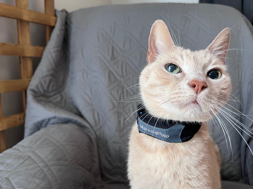 An application scenario or product detail of locator collar for cats - Image 9