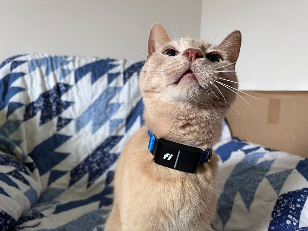 An application scenario or product detail of locator collar for cats - Image 13