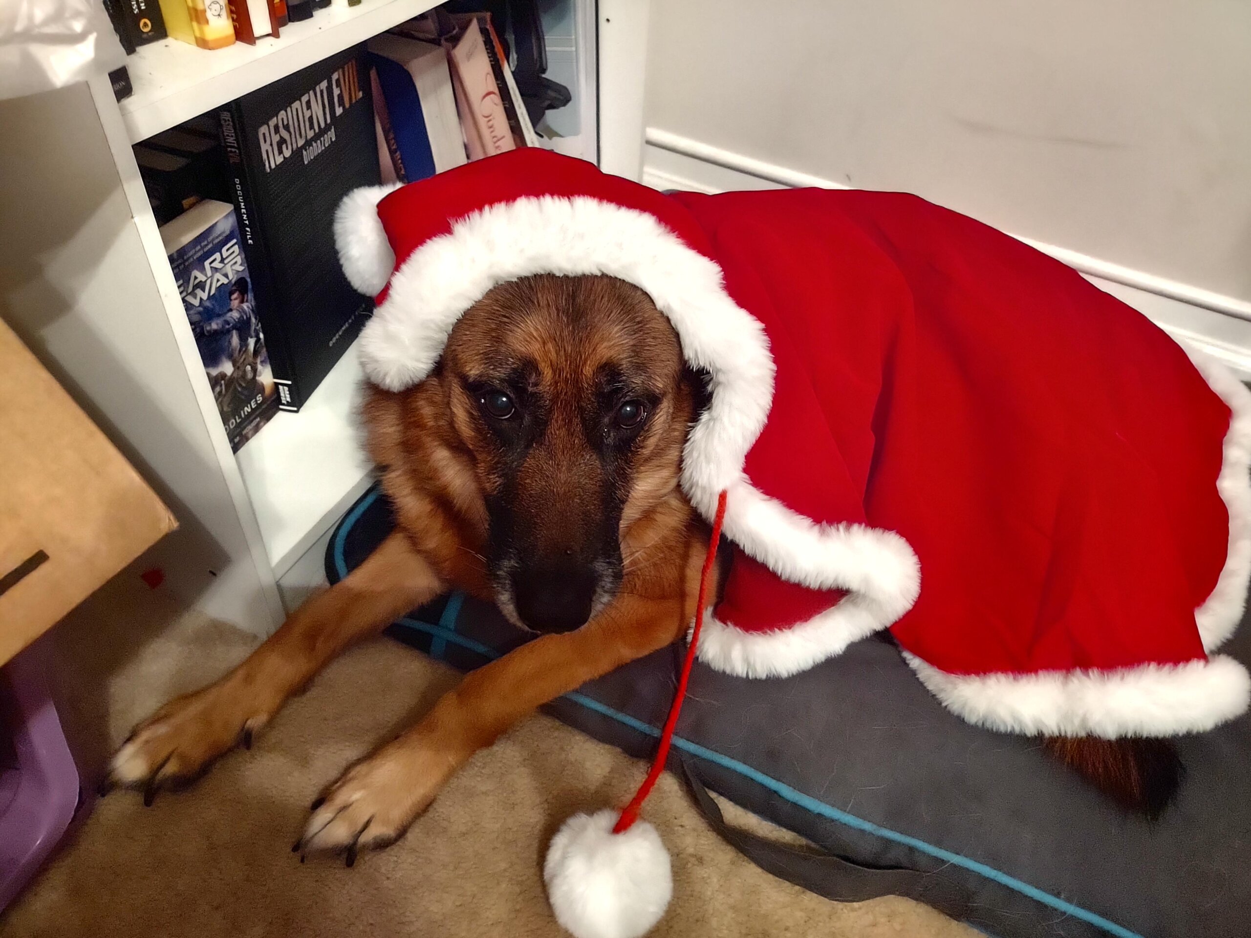 An application scenario or product detail of merry christmas from me and my dog - Image 18