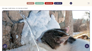 ModernVet - Cat Hydration Tips