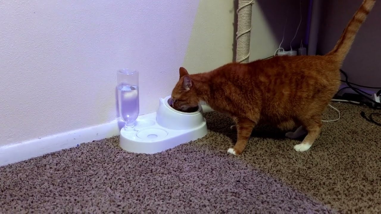 An application scenario or product detail of moving water cat bowl - Image 17