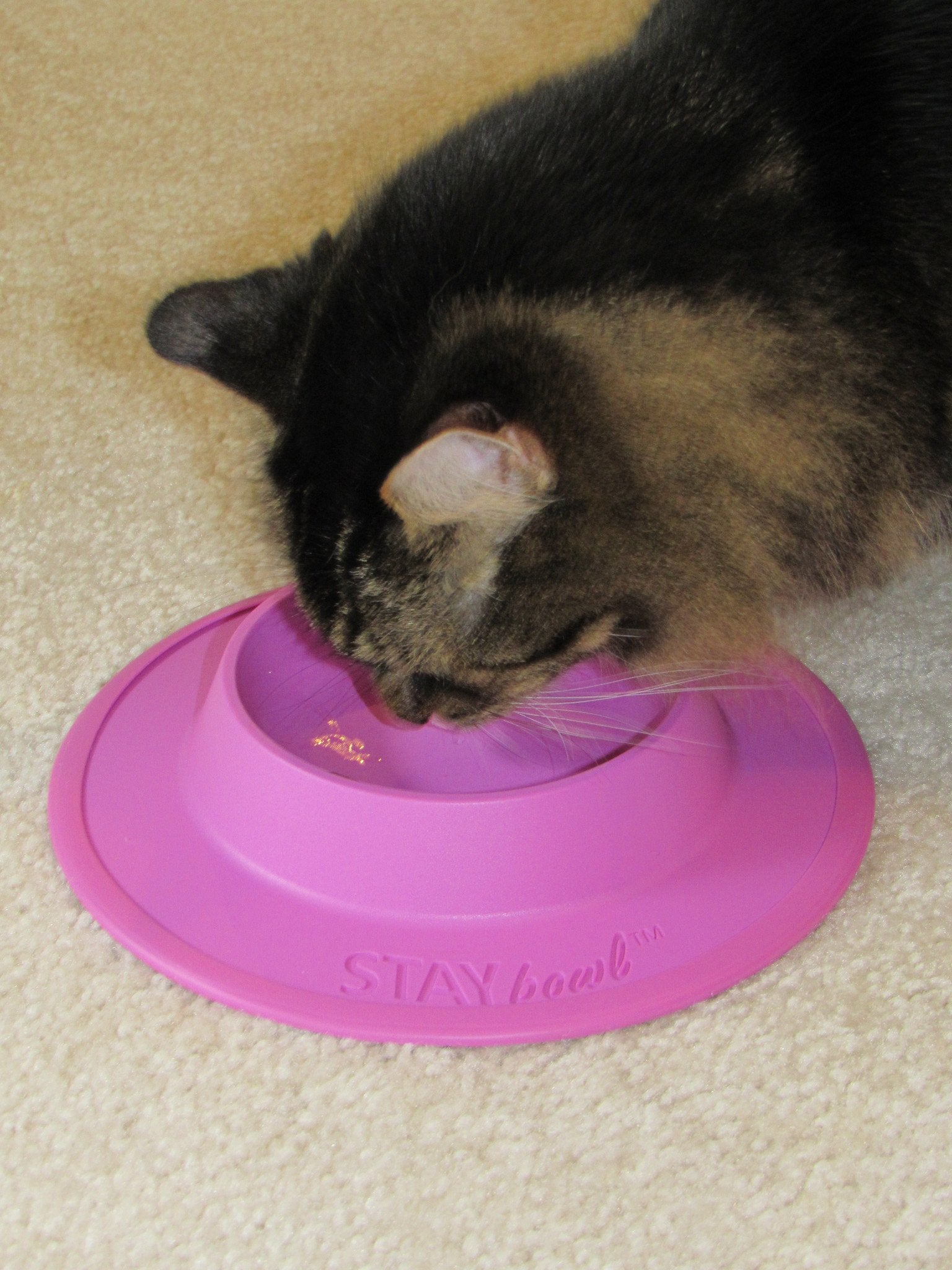 An application scenario or product detail of non spill water bowl for cats - Image 16