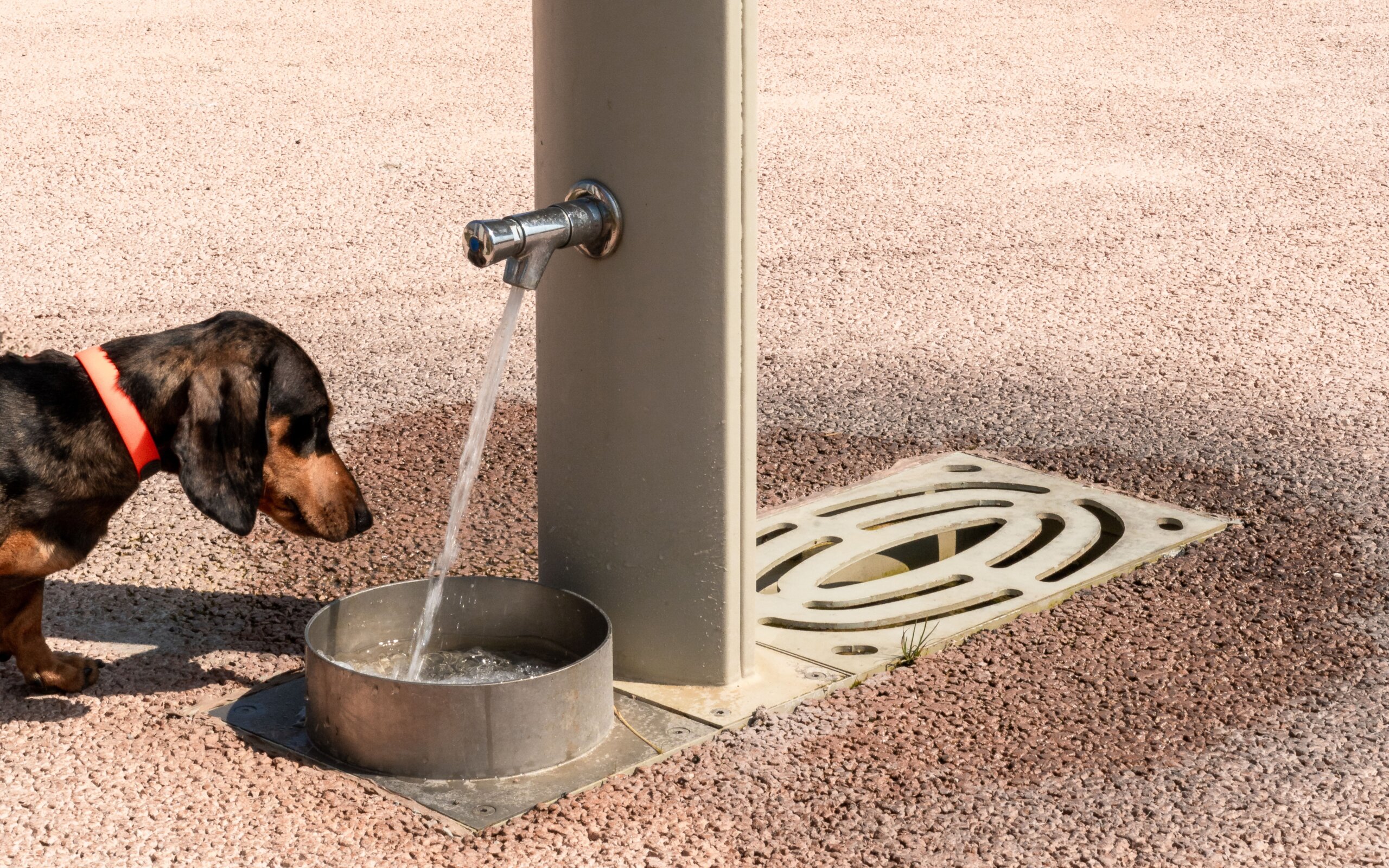 An application scenario or product detail of outdoor dog water drinking fountain - Image 13