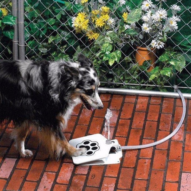 Featured image for the outdoor dog watering fountain guide