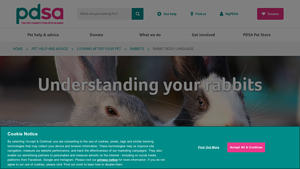 PDSA - Rabbit Body Language Insights