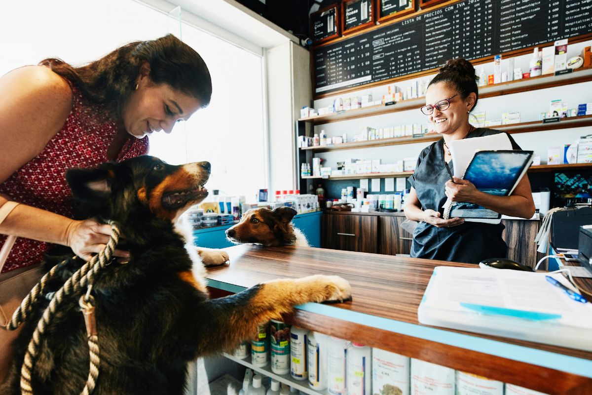 An application scenario or product detail of pet business ideas - Image 19