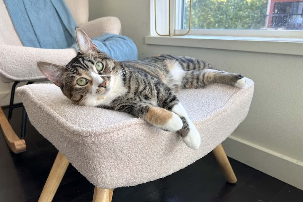 An application scenario or product detail of pet business ideas - Image 21