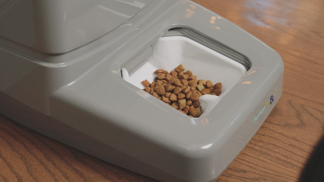An application scenario or product detail of pet food feeder automatic - Image 2