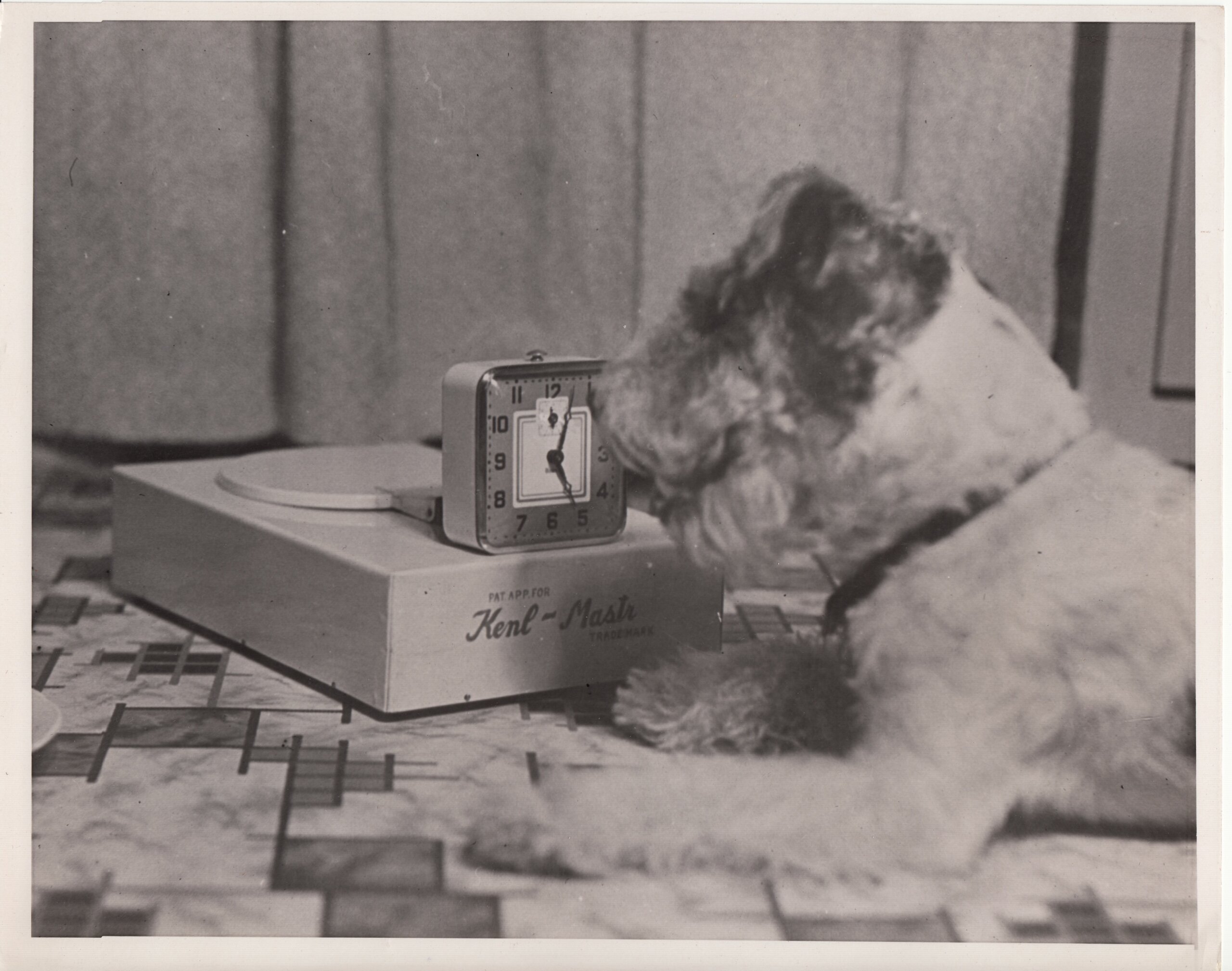 An application scenario or product detail of pet food feeder automatic - Image 14