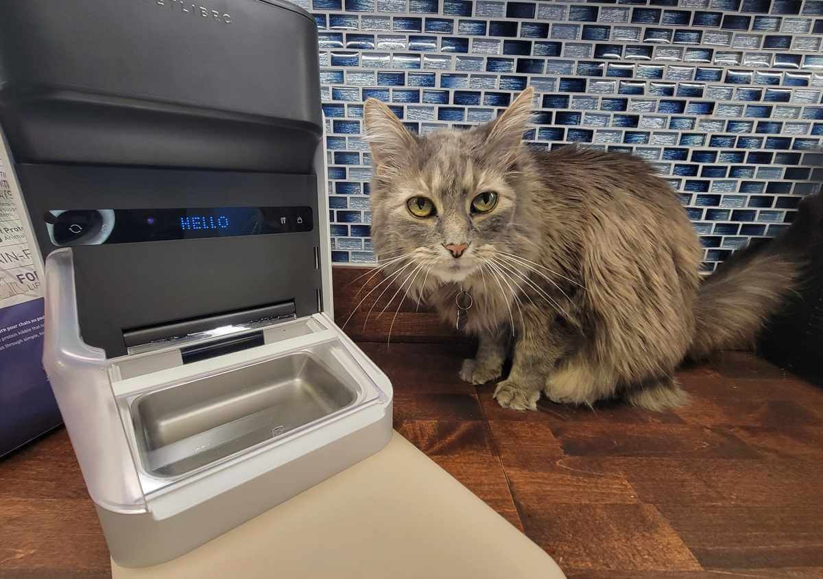 An application scenario or product detail of pet libro automatic cat feeder - Image 10