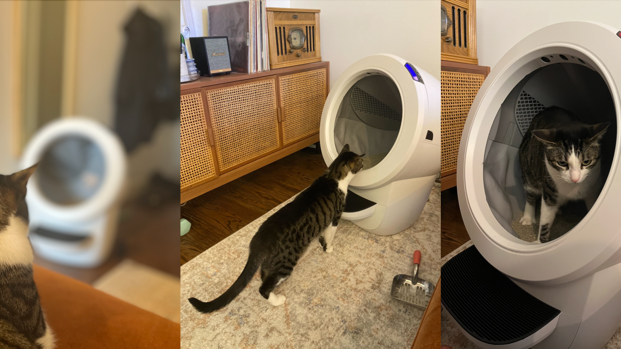 An application scenario or product detail of pet snowy vs litter robot 4 - Image 15