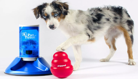 An application scenario or product detail of pet technology products - Image 3