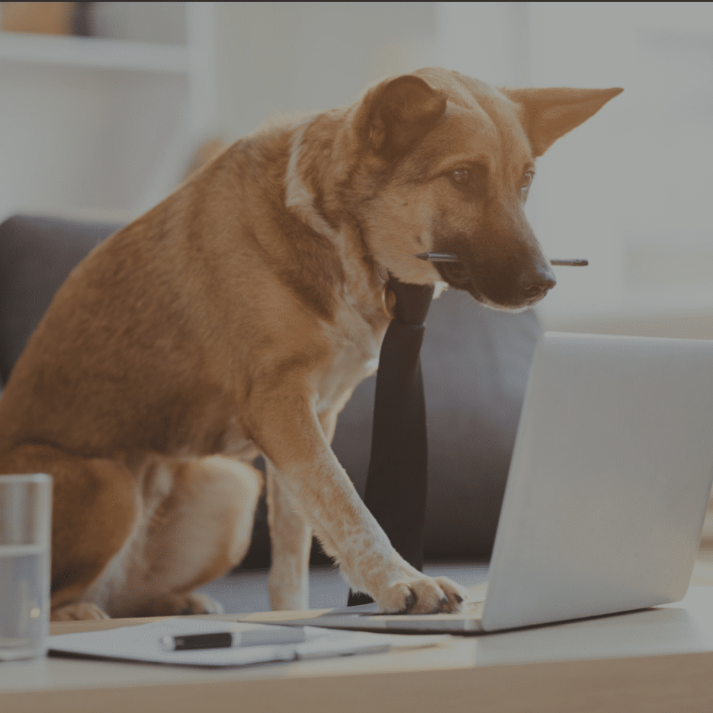 An application scenario or product detail of pet technology products - Image 20