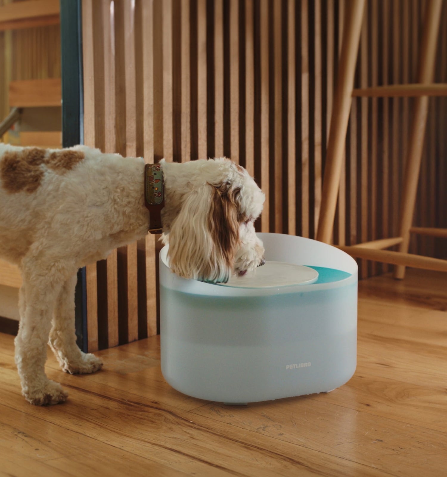 An application scenario or product detail of pet water fountains - Image 15