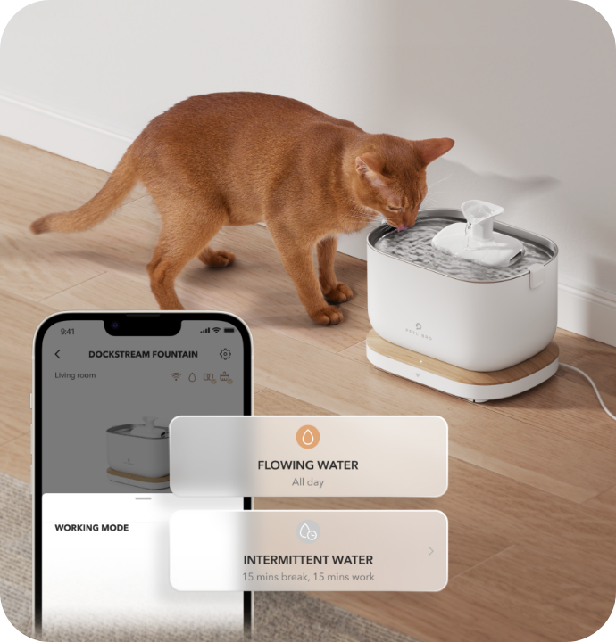 An application scenario or product detail of petlibro water fountain reviews - Image 24