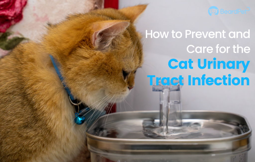 An application scenario or product detail of preventing urinary tract infections in cats - Image 10